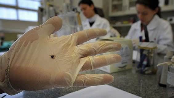 Los investigadores ya han probado la saliva de garrapata en animales. Foto: AFP.