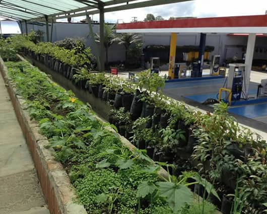 En la estación se siembran verduras, frutas y café, entre otros. Foto: EFE