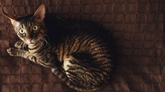 La menos 400 gatos han sido asesinados en Londres. Foto:Freepik