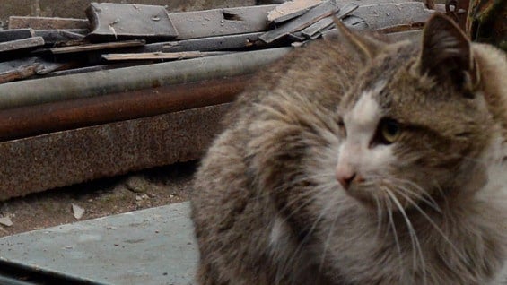 La policía busca a los padres del niño. Foto: Archivo AFP