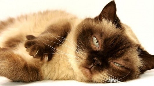 Foto: referencia tomada de Internet