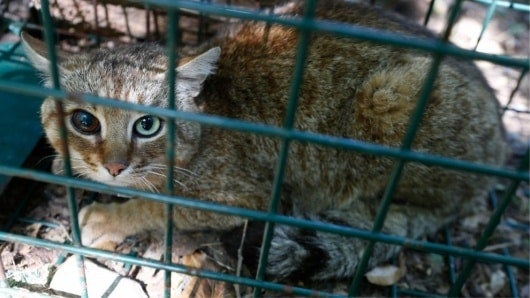 Podría considerarse como “el tatarabuelo del gato doméstico europeo”. AFP