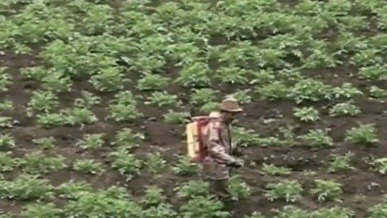 Las autoridades no tienen reportes recientes de afectación a la salud por uso agrícola del glifosato. Foto: NoticiasRCN.com