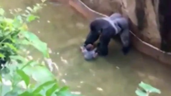 Foto: Captura de pantalla.