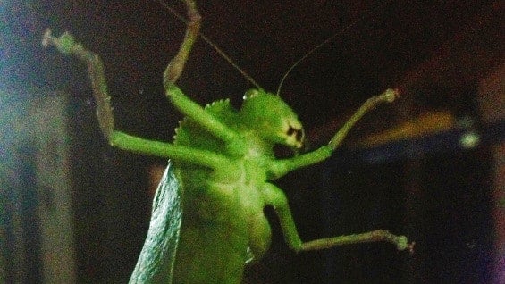 La empresa pidió revisar unas 120.000 porciones.