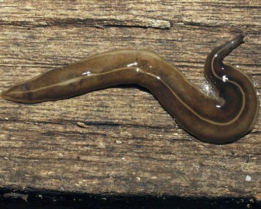 El gusano Platelmintos manokwari. Foto: EFE