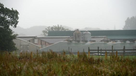 El caso se registró en una granja del noroeste de Reino Unido. Foto: AFP