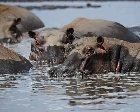 Expertos han señalado que la presencia de los hipopótamos puede incidir en la extinción del manatí. Foto: AFP.