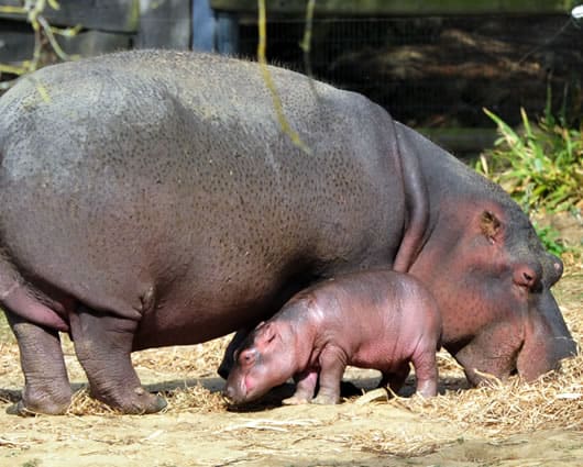 Los animales pueden afectar el ecosistema al consumir los alimentos de otras especies. Foto: AFP.