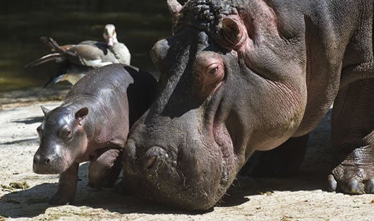 El número de hipopótamos no está determinado con claridad. Foto: AFP.