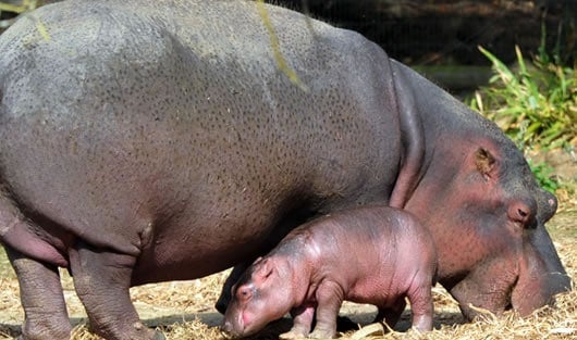 Expertos han señalado que la presencia de los hipopótamos puede incidir en la extinción del manatí. Foto: AFP.