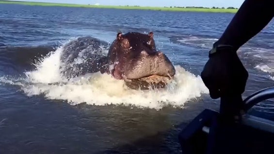 Según la Fundación Africana de Vida Silvestre, los hipopótamos matan a 3.000 personas cada año.