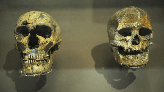 cráneos del homo neanderthalensis y homo sapiens. AFP