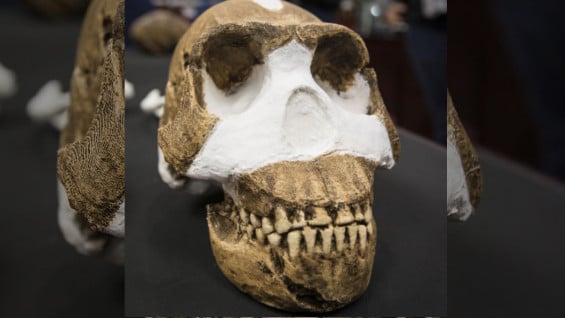 Craneo de Homo Naledi. Foto: Wits University
