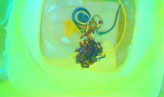 Video: Jessica Purcell, Universidad de Lausana.