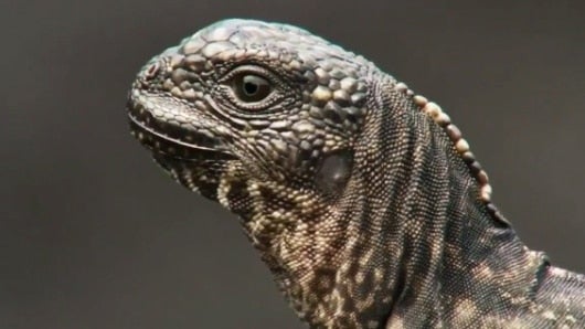 El presidente de Ecopetrol, Javier Gutiérrez. Foto: oficial