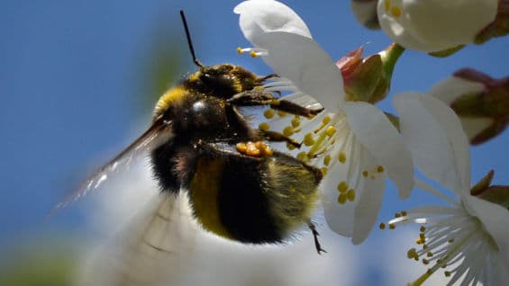 En Occidente muchas personas aún sigan viendo con disgusto la ingesta de insectos. Foto: AFP.
