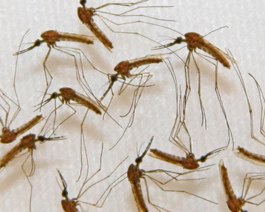 Los especialistas han identificado cuatro especies peligrosas en Colombia. Foto: AFP