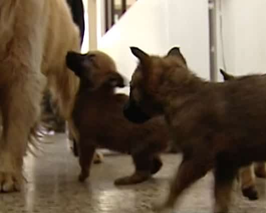 Se abrió investigación interna en la Policía Nacional por los precios de compra de los caninos.