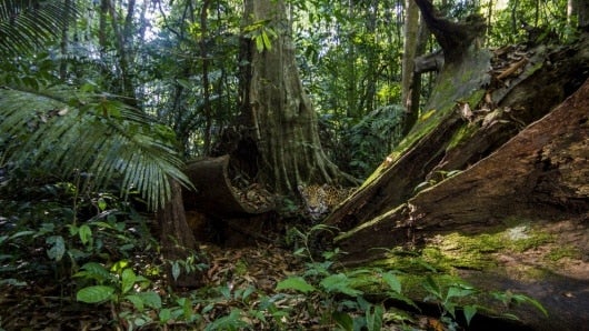 Foto: EFE/Emmanuel Rondeau/WWF France/