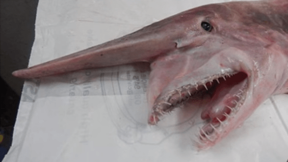 El tiburón duende está presente en los océanos Pacífico, Atlántico e Índico.