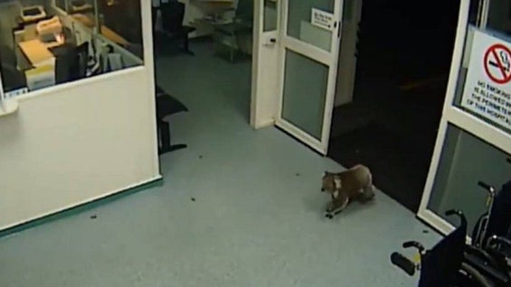 La Australian Koala Foundation estima que en la actualidad quedan menos de 100.000 ejemplares viviendo en libertad.