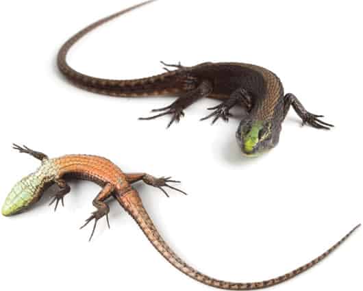 Las lagartijas de sombra se hallan en las zonas tropicales de América de Sur. Foto: oficial/Omar Torres Carvajal.