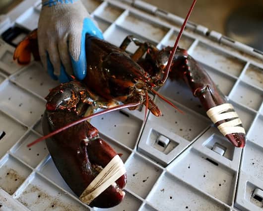 Para una langosta, cada emisión neuronal responde a un olor en una frecuencia diferente. Foto: AFP