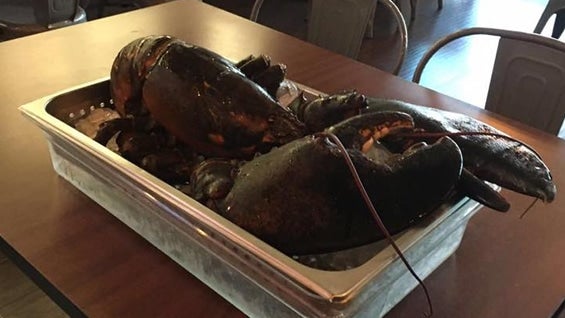 Foto: IRescue Wildlife (Facebook)