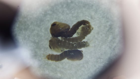 Larva - Foto de referencia: AFP.