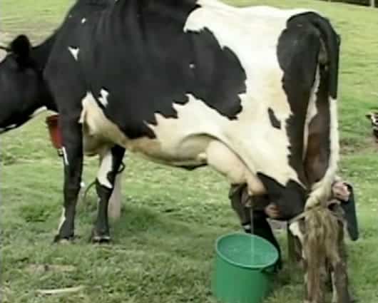 El precio de la leche va en caída debido a la sobreoferta. Foto: Noticias RCN