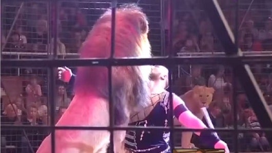 FOTO: Ataque del león.