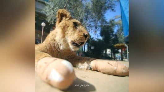 FOTO: Leona Falestine. AFP