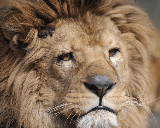 Los felinos también son cazados, aunque en una baja proporción, por sus huesos. AFP