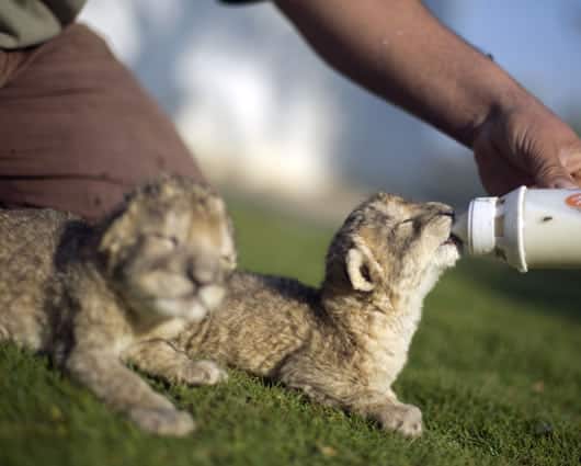 Los padres de las dos crías provienen de Egipto. Foto: AFP
