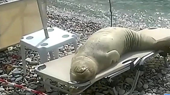 Las imágenes fueron captadas por un turista proveniente de Bélgica. Foto: Noticias RCN.