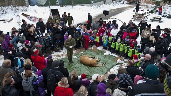 Unas 400 personas presenciaron la práctica común en zoológicos daneses. Foto: Zoológico Odense