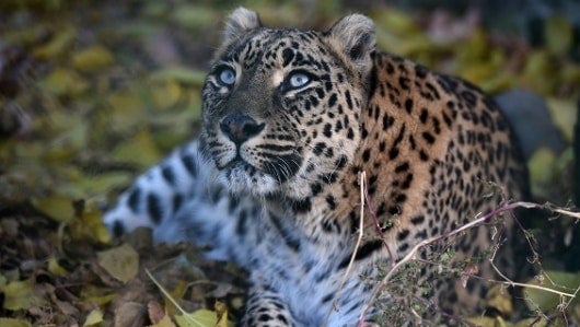 Leopardo. Foto: AFP