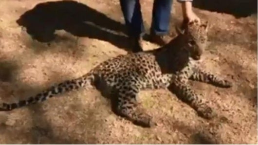 FOTO: Leopardo