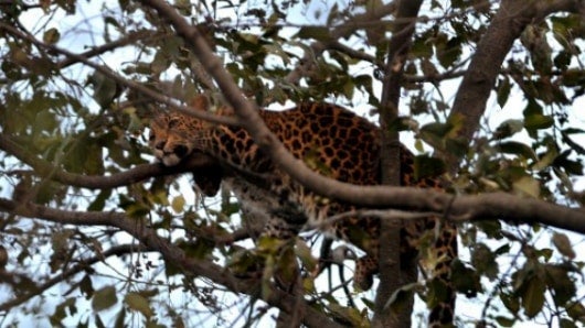 Katmandú está situado cerca de colinas boscosas donde viven leopardos, que en ocasiones se extravían y llegan a la ciudad. Foto: AFP.