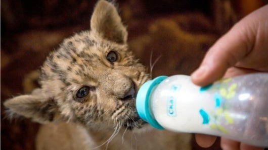 El ligre nació hace dos meses y medio en un zoológico itinerante de Rusia. Foto: AFP.