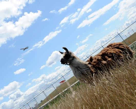 El Aeropuerto Internacional O'Hare usaba herbicidas y podadoras de césped. Foto: AFP