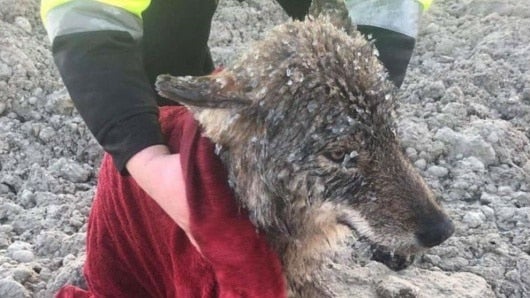 Foto: Eestimaa Loomakaitse Liit