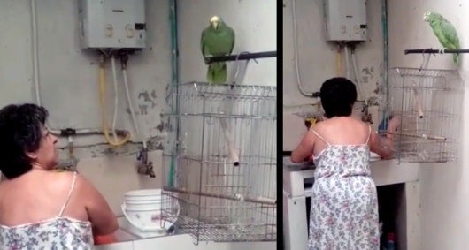 Foto: Captura de pantalla / Noticias RCN.