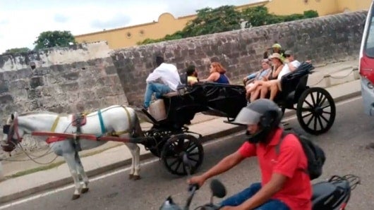 El peso para el transporte de carga de animales es de máximo cuatro personas. Foto: Noticias RCN.