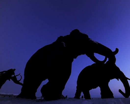 Los científicos analizaron el ADN de 300 especies diferentes de mamut. Foto: AFP