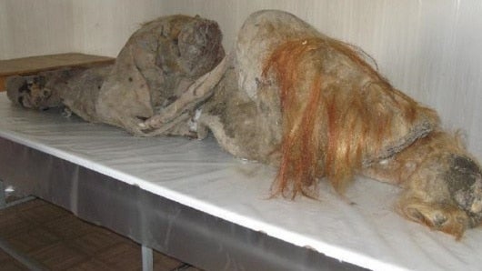 FOTO: Mamut hallado en 2011.