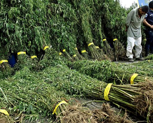 El punto actualmente en discusión tiene un subtema sobre "cultivos de uso ilícito". Foto: AFP.