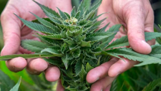 Planta de marihuana. Foto: AFP