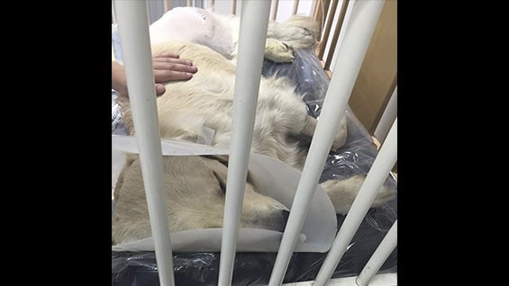 Marshall tuvo que ser sometido a cirugías y terapia para curarlo de sus lesiones.